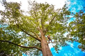 Best Utility Line Clearance  in Hammond, LA