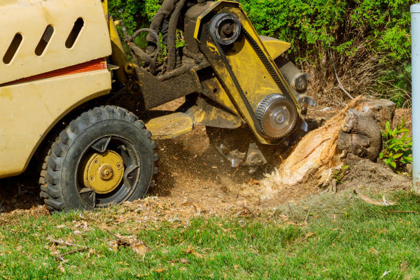 Best Tree Mulching  in Hammond, LA