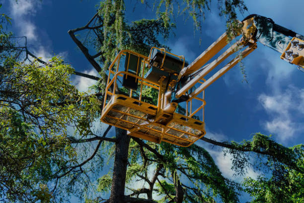 Best Tree Risk Assessment  in Hammond, LA